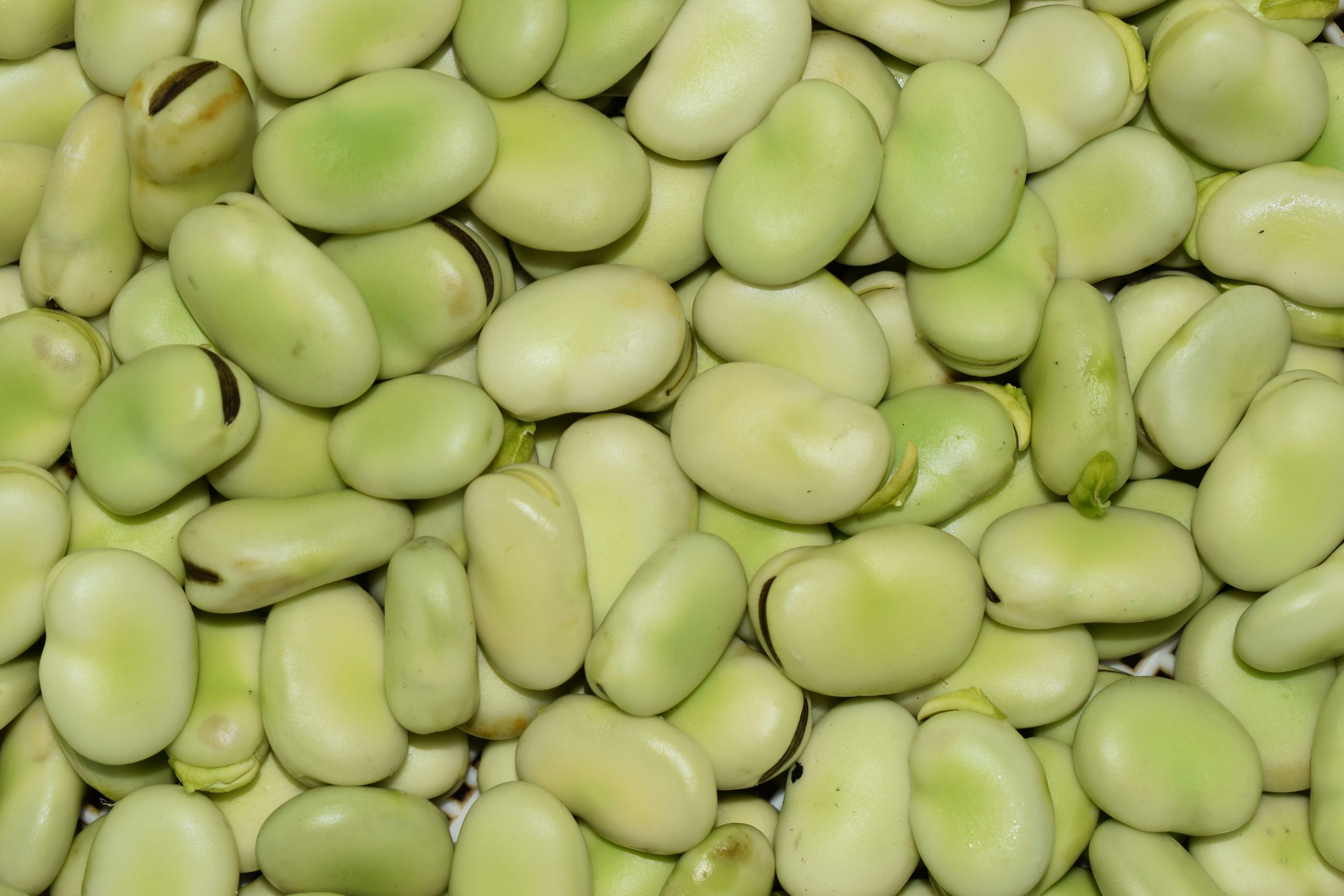 Broad Bean & Pea Risotto