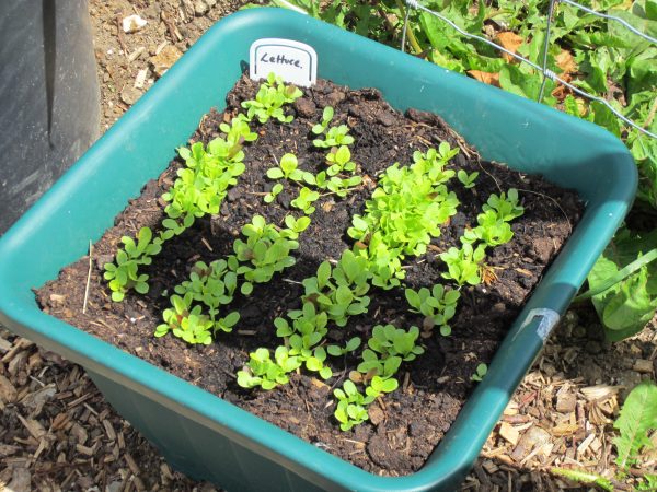 Lettuce seedlings
