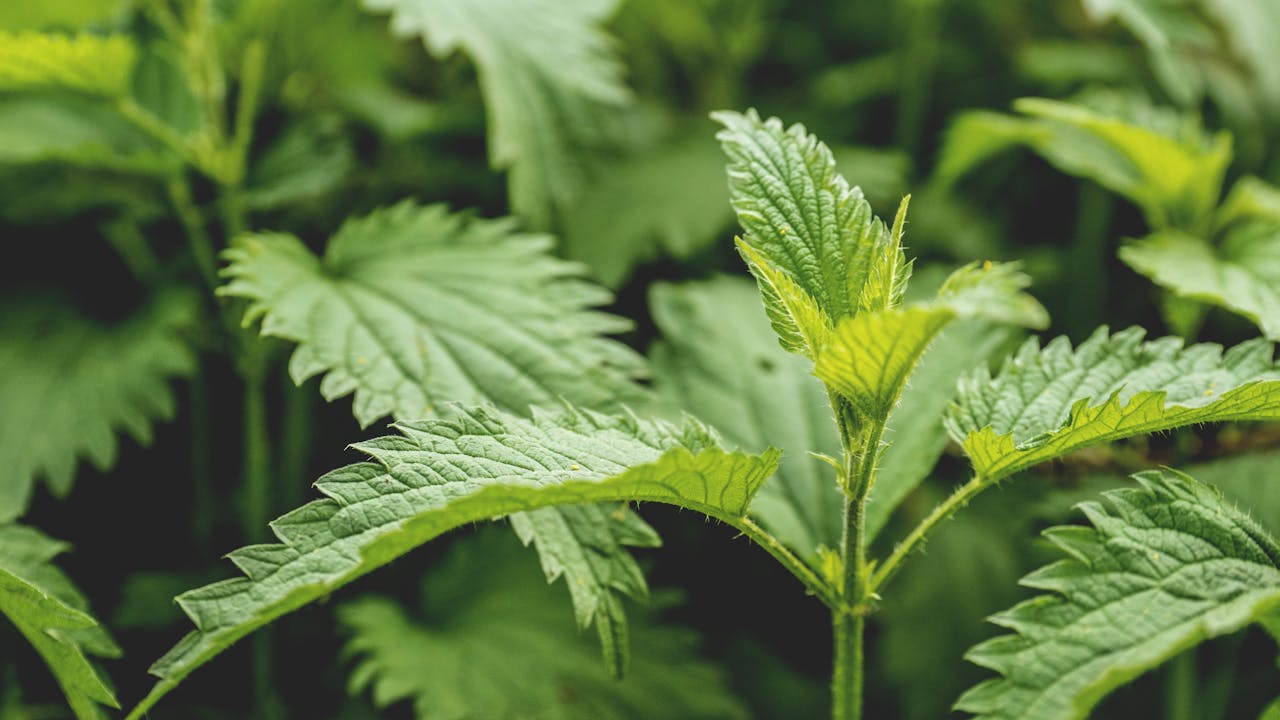 Nettle Pesto