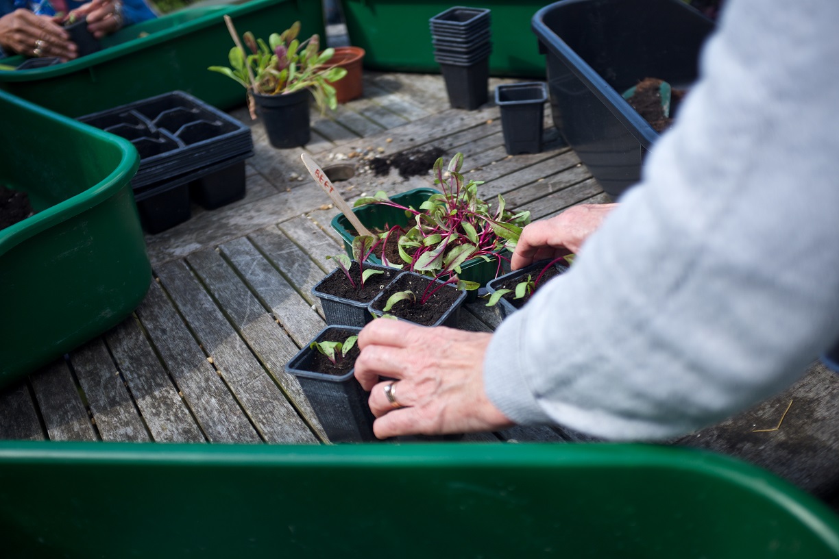 pots of seedlings