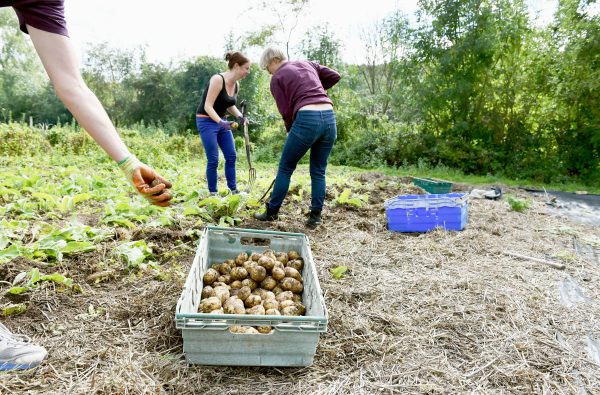 people digging potatoes