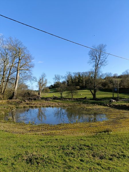 Sheep graze at Saddlescombe farm