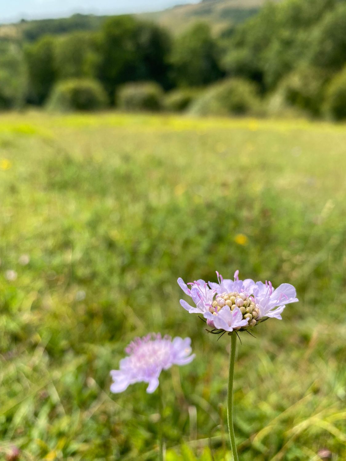 Scabious can be identified by their frilly and lilac coloured flowers.