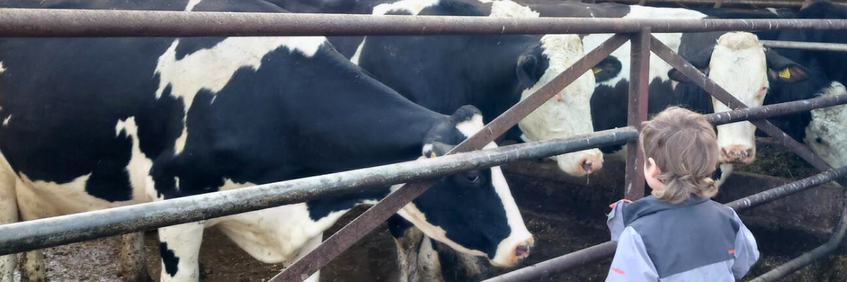 Three friesian cows look down through the farm gate at a small child.