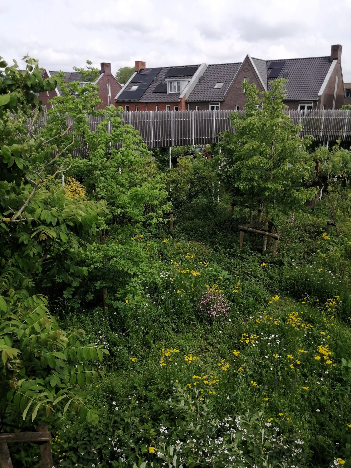 The view from above the lush food forest revealed an abundance of shrubs, crops and flowers.