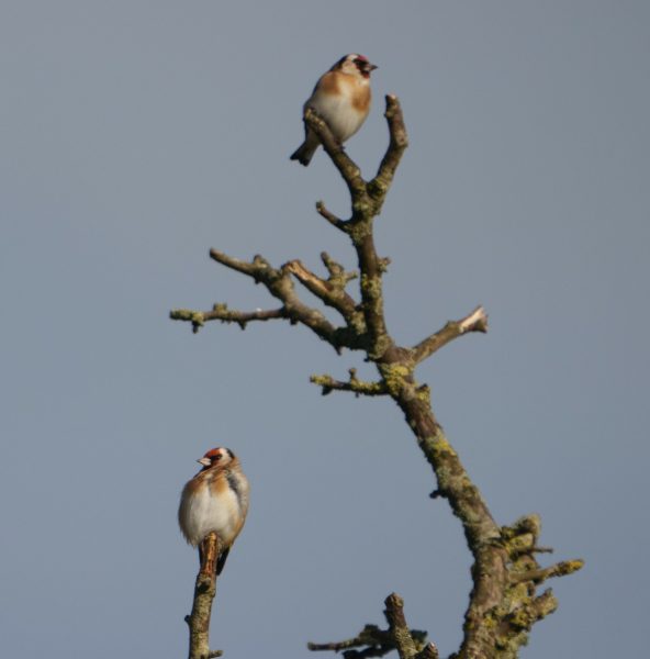 Two Goldfinches in a tree